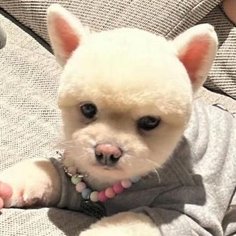 你也喜欢考拉吗