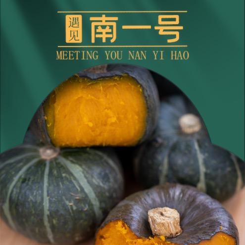 惠和一号贝贝南瓜