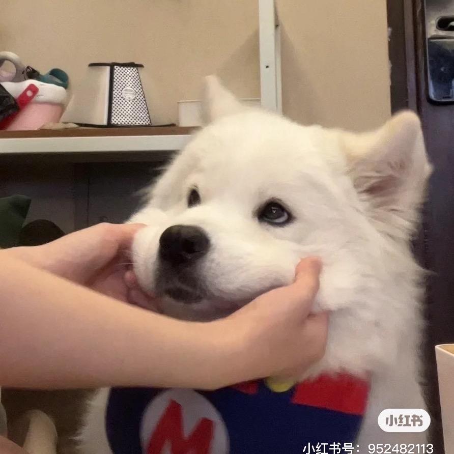 你是哪只小鸭子