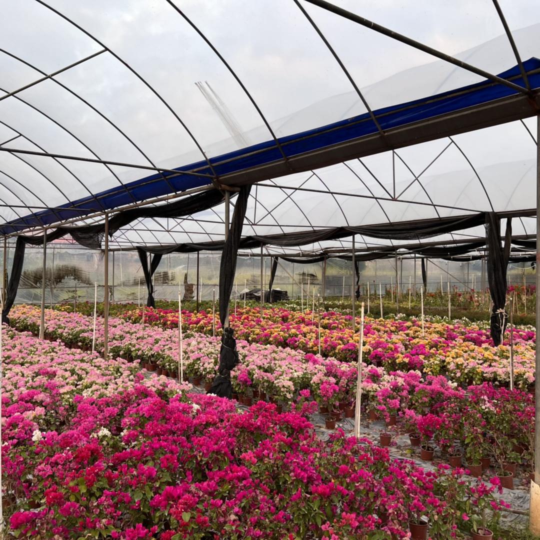 佛山市三水区小影园艺种植有限公司