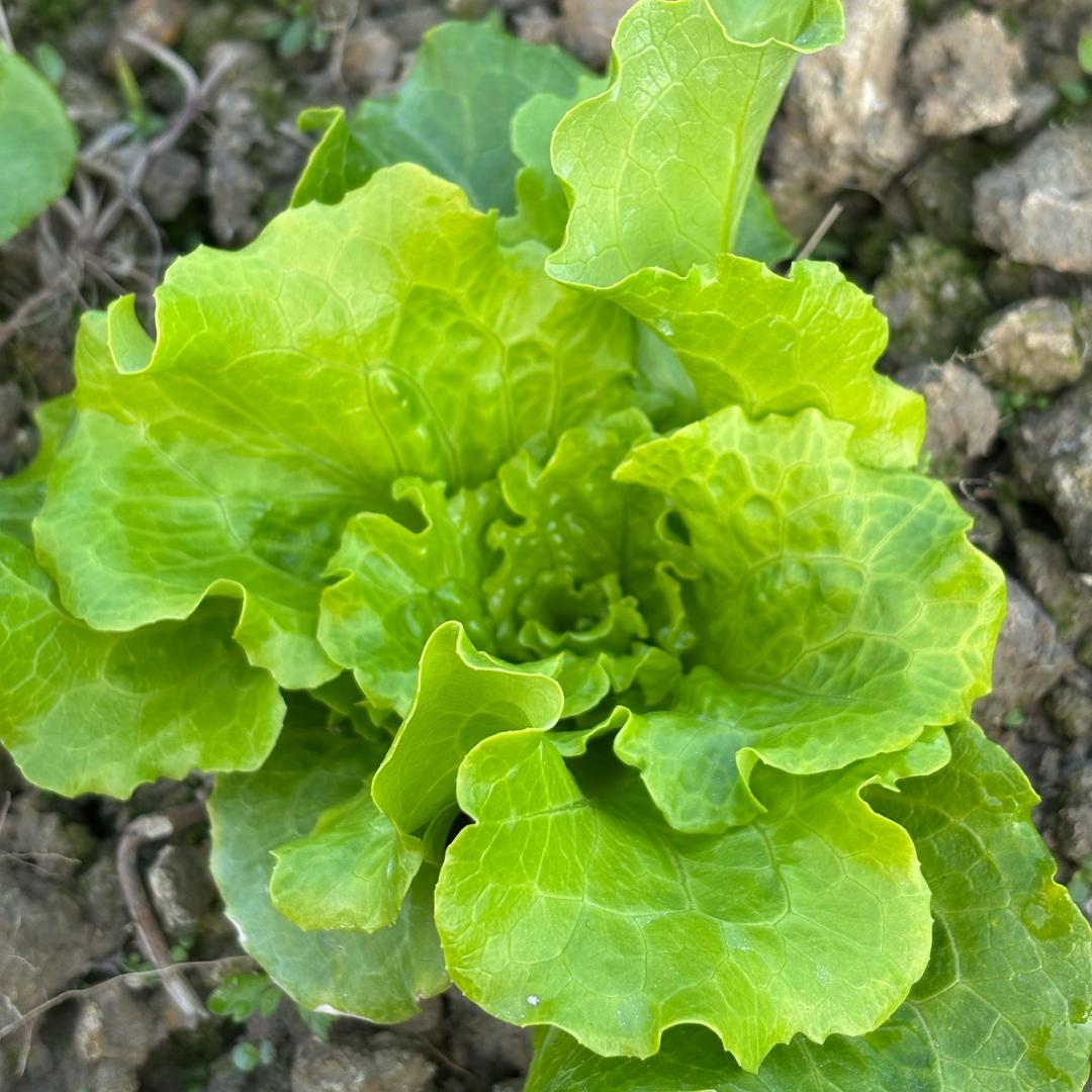 小麦子