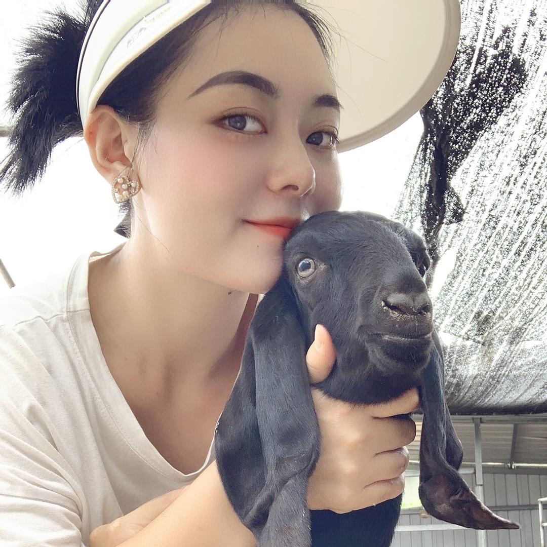 养羊菇娘