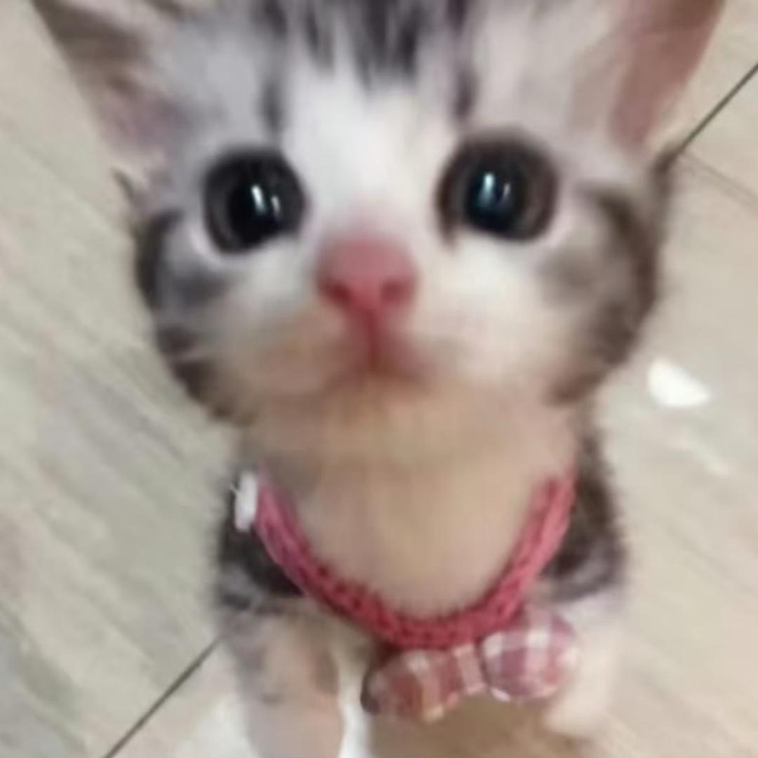小茄子.