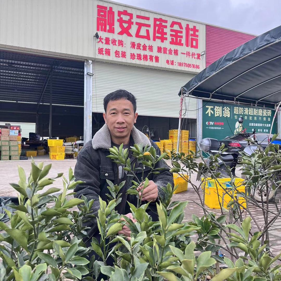 融安金桔脆蜜金柑云库仓