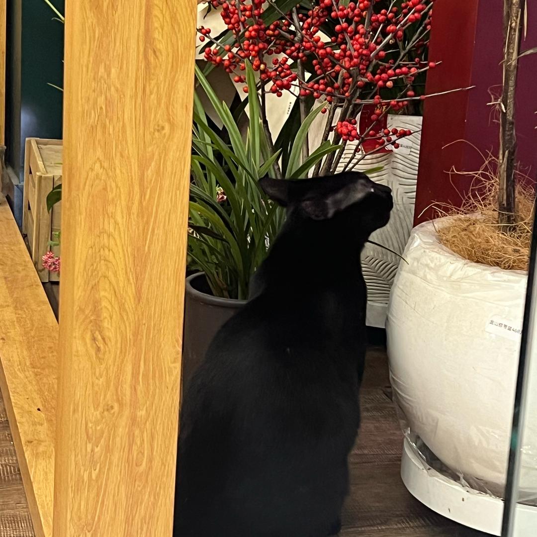 邪恶的小恶魔😈