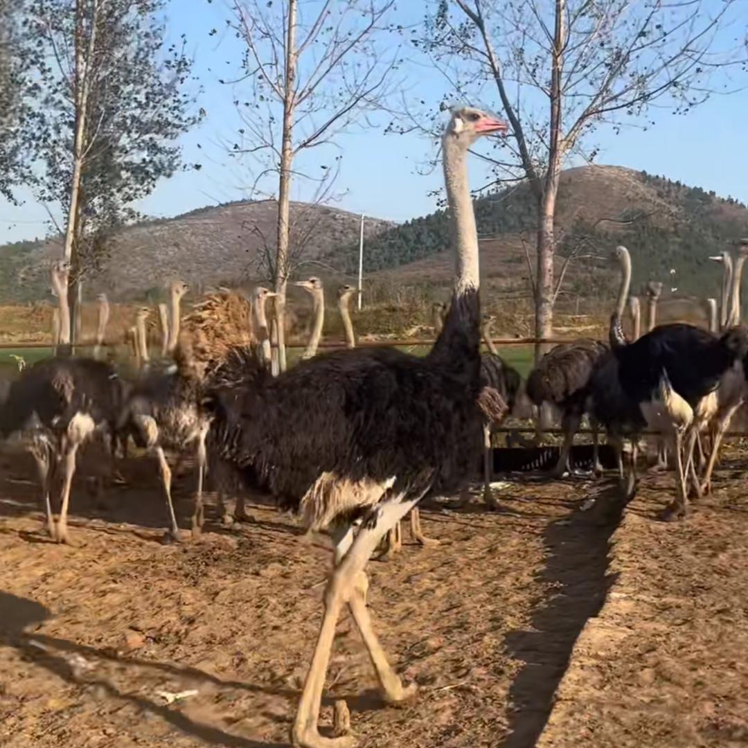 萧县庄里镇鸵鸟养殖