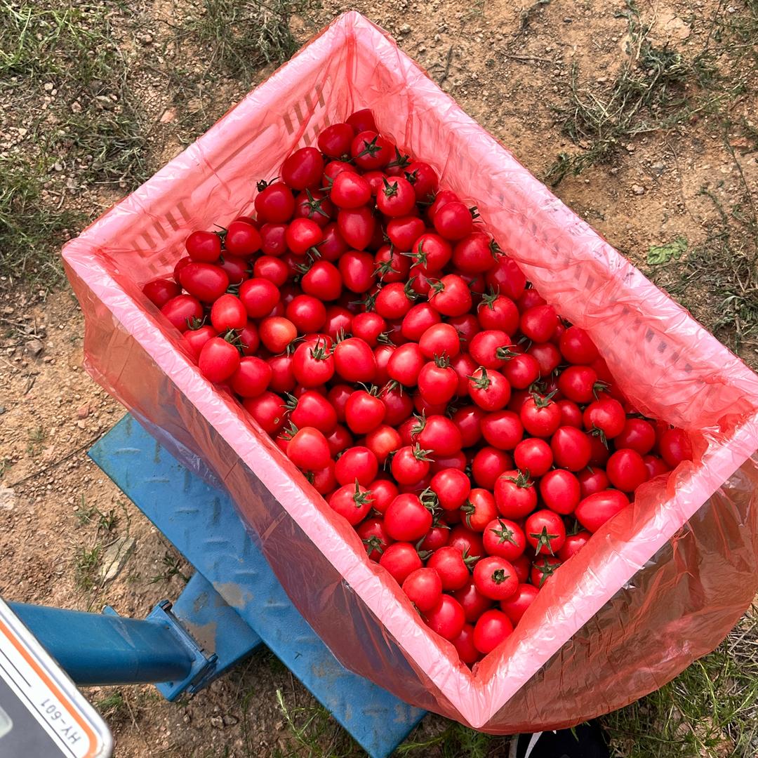 专业果蔬代收代发