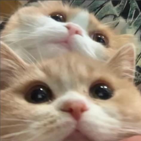 巷子里的猫.