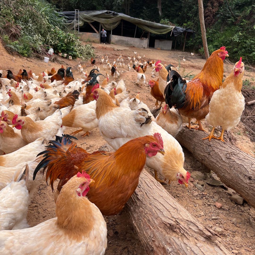 ⛰平安养殖（安远县三百山）同城配送