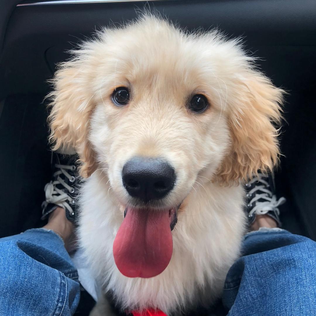 壮壮不是妈宝狗🐶