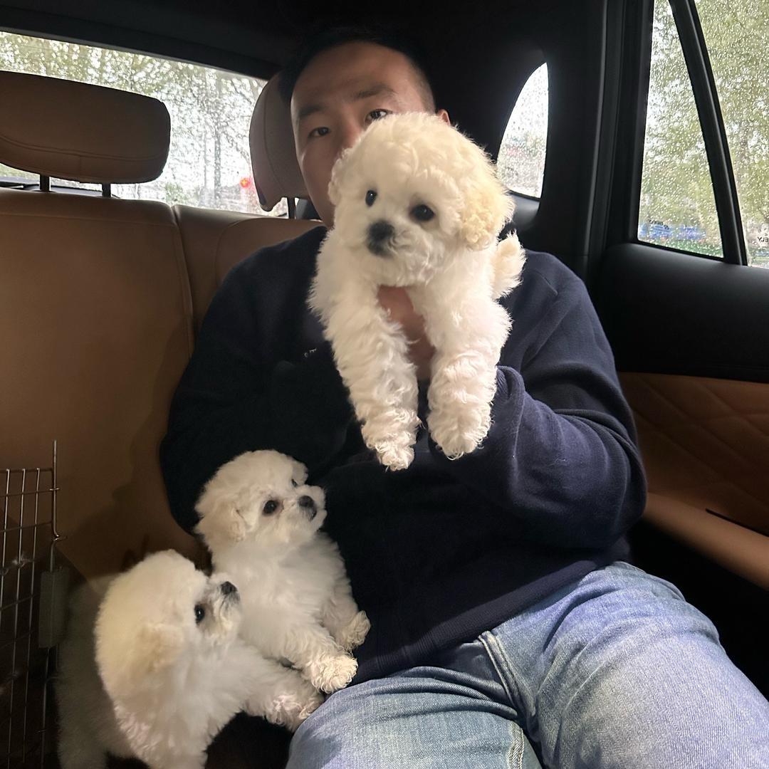 米奇家的比熊