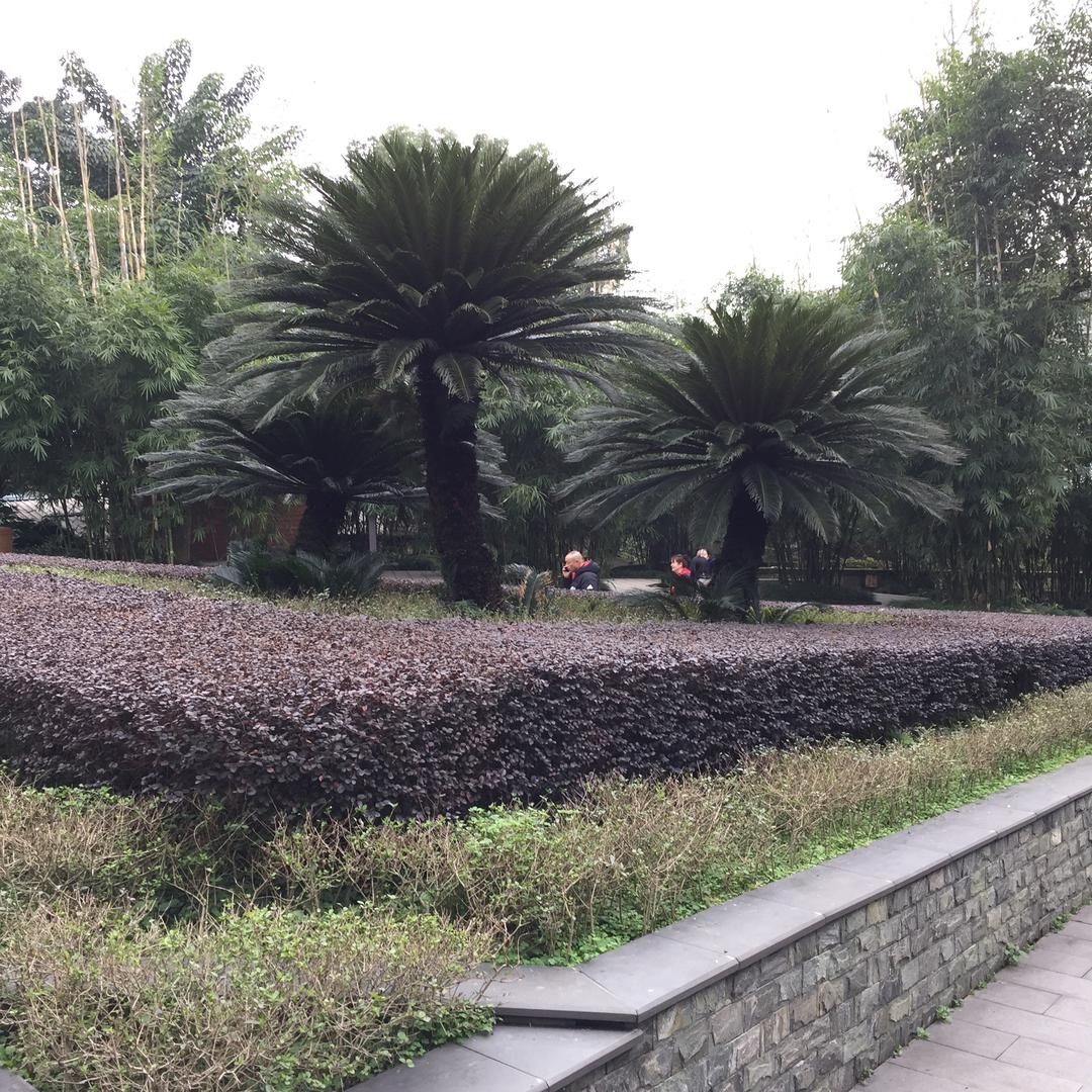 随缘心