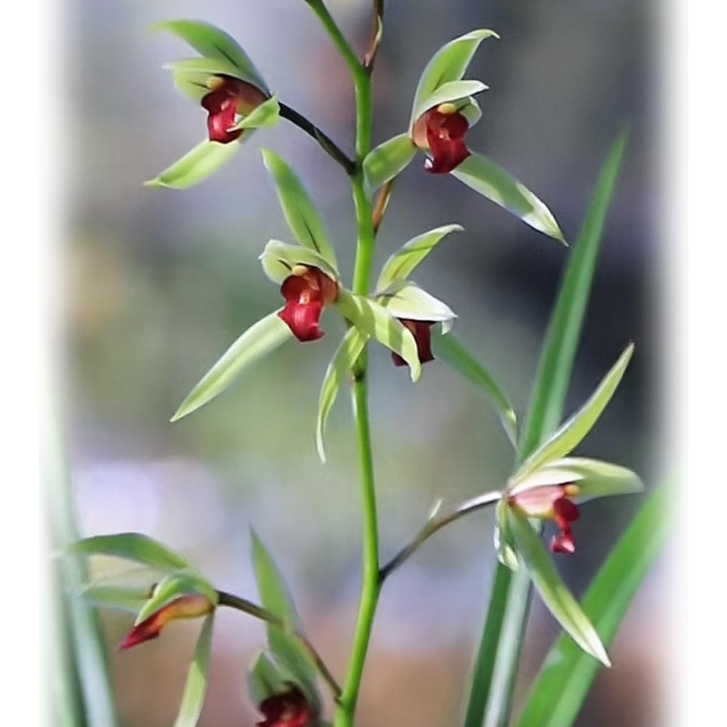 优兰兰花绿植基地仓
