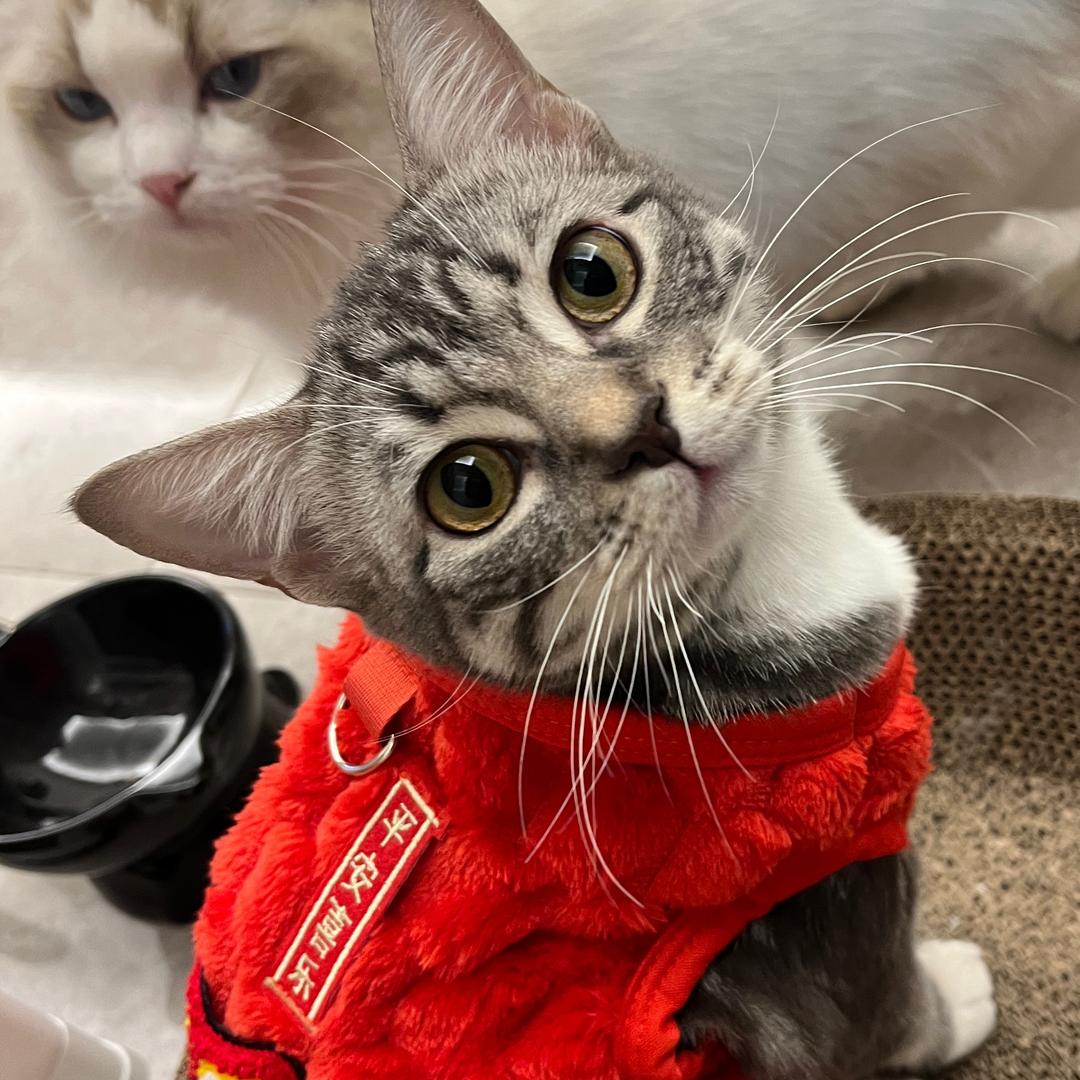 喵喵不是咪咪🐱