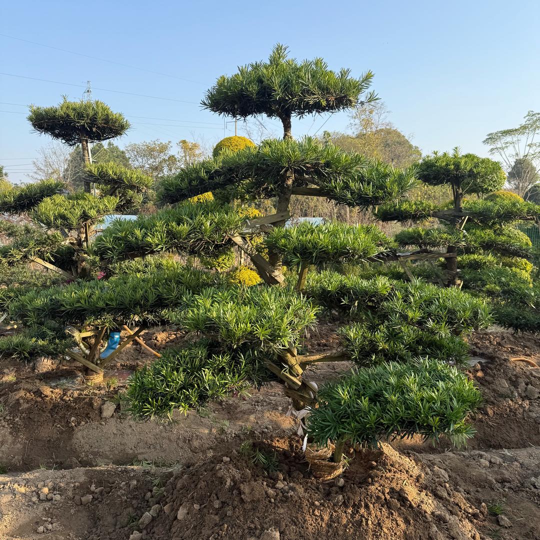 梅川绿植花卉苗木基地