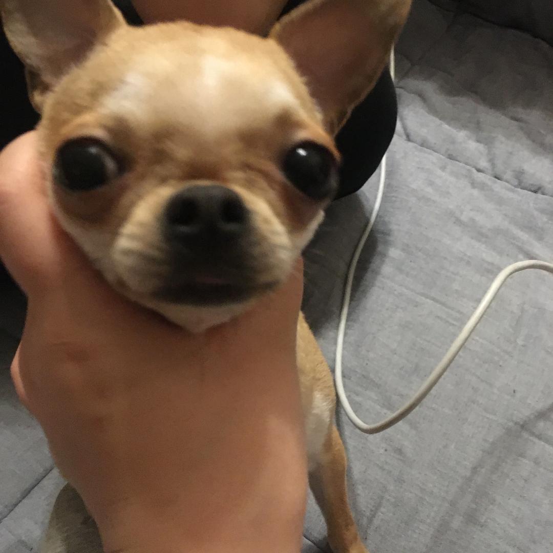 铭猩