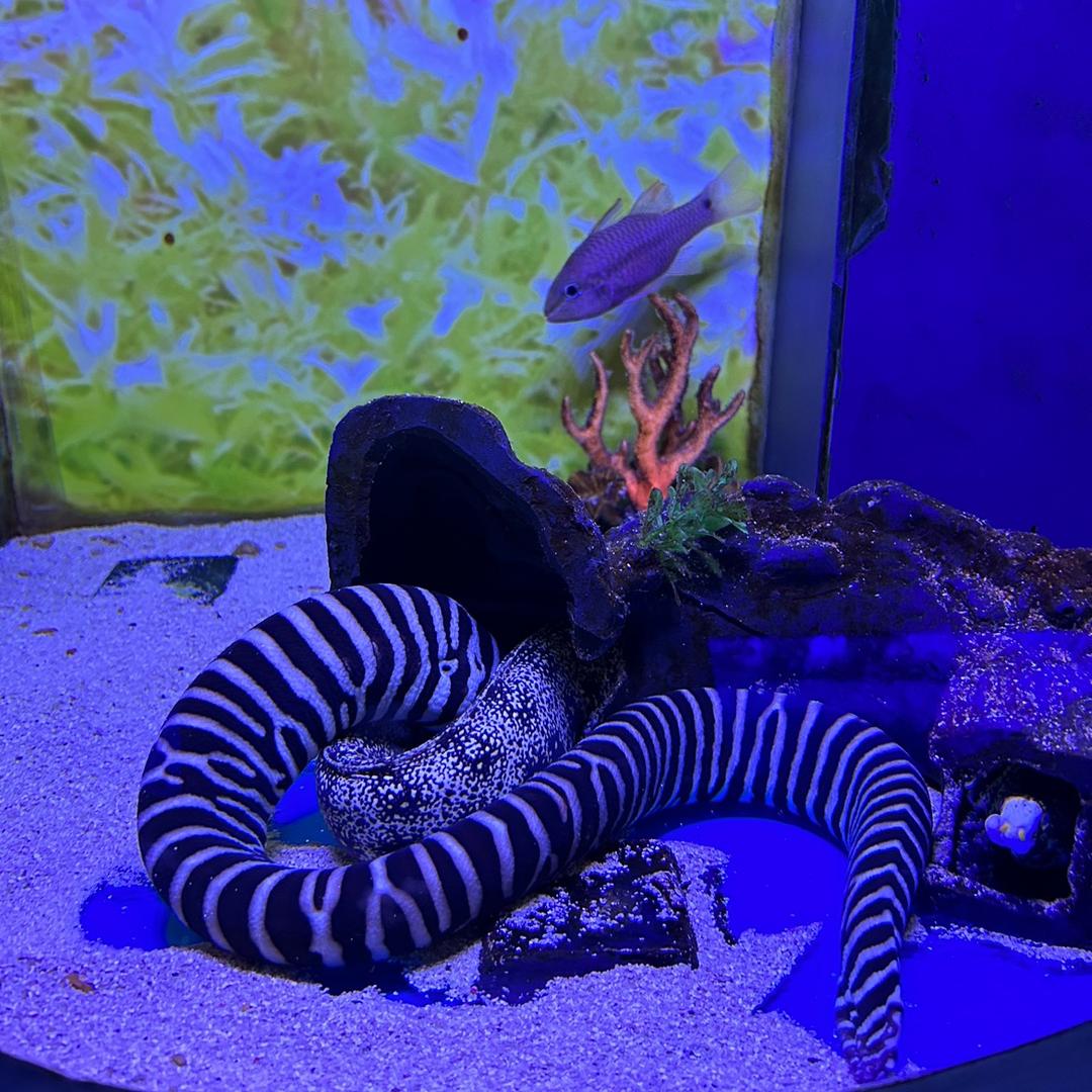 广州湾香水柠檬