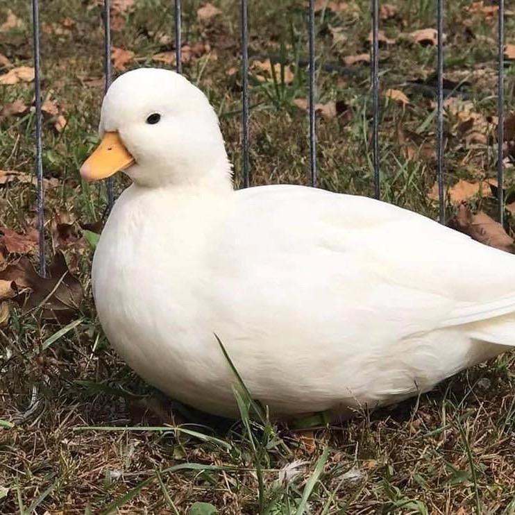 奢侈品