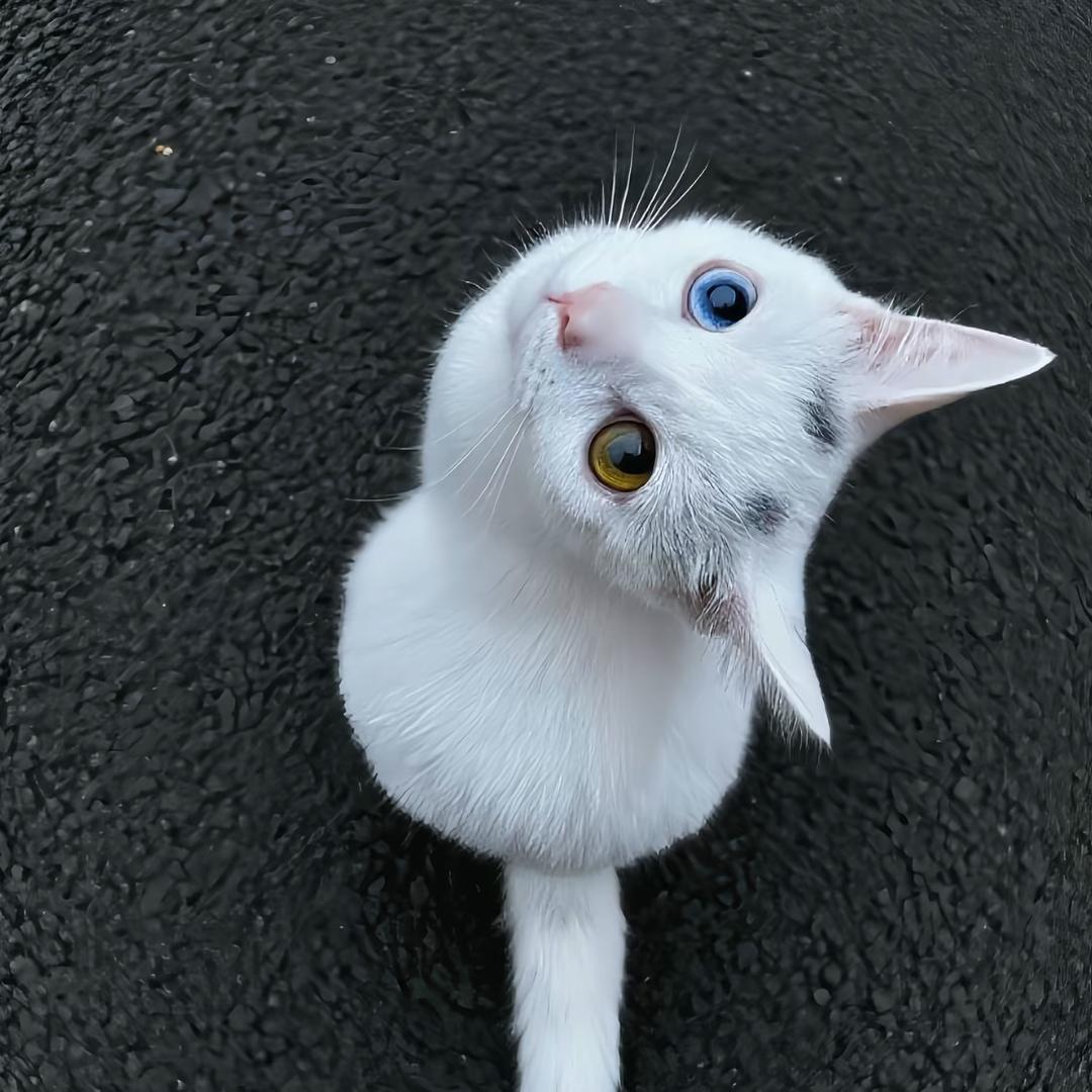 o的k