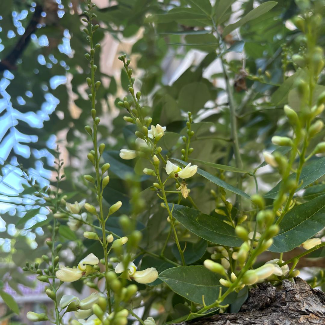明月