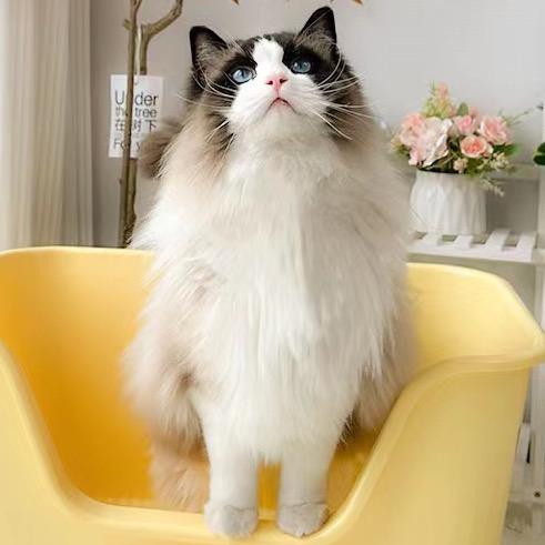 Timi是只布偶猪