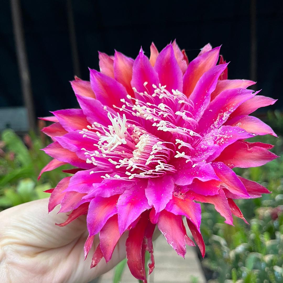 秋月白花卉