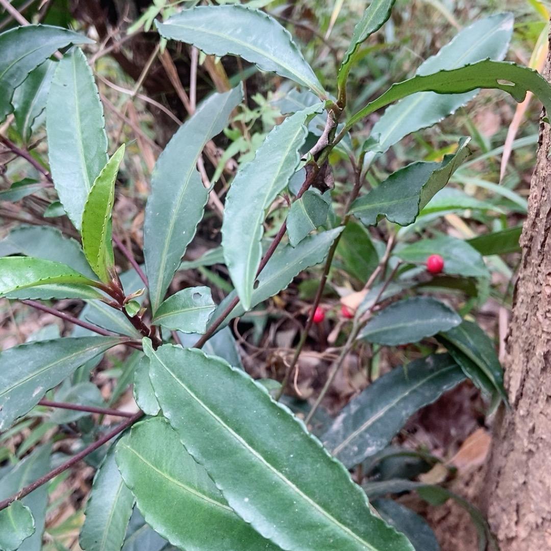 潇洒哥