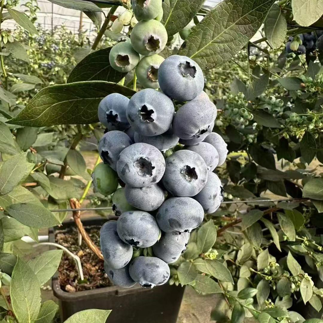 蓝莓苗群英会
