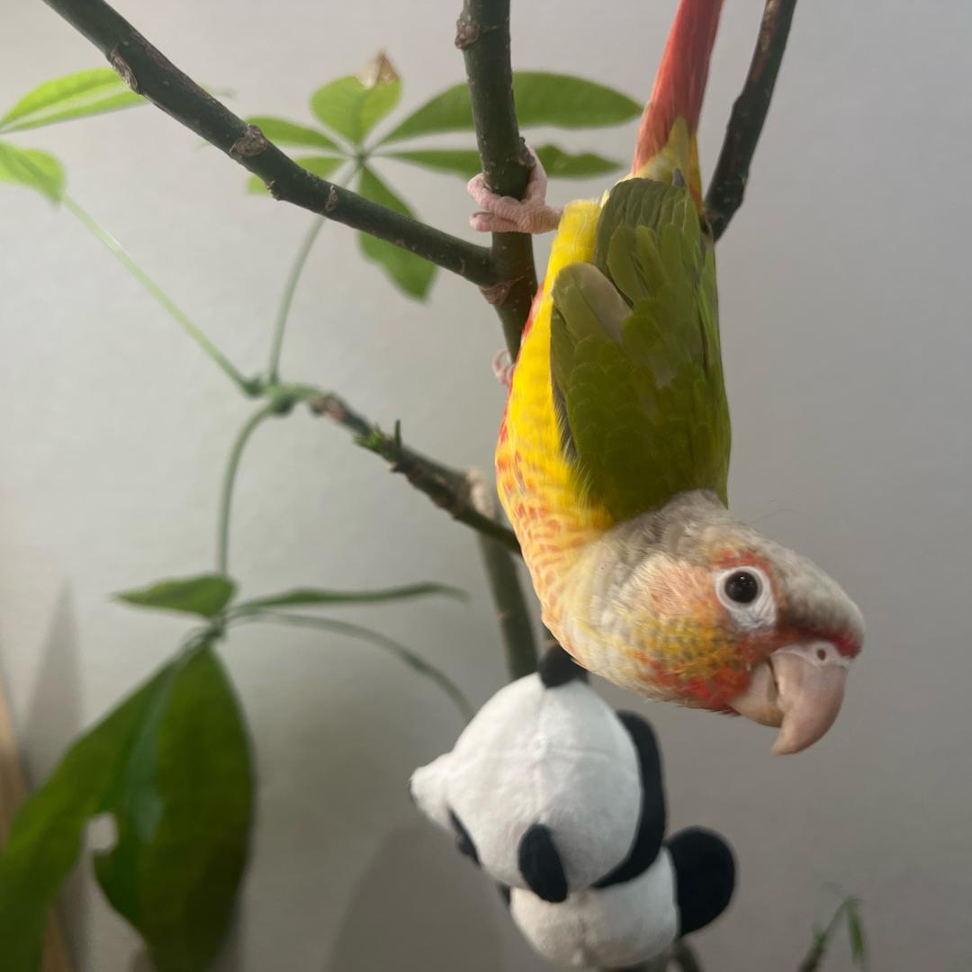 陌上清音🍃🍃