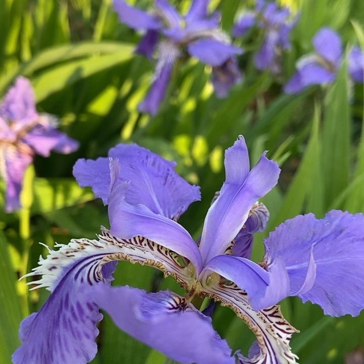橙子妹（寿光头疗）