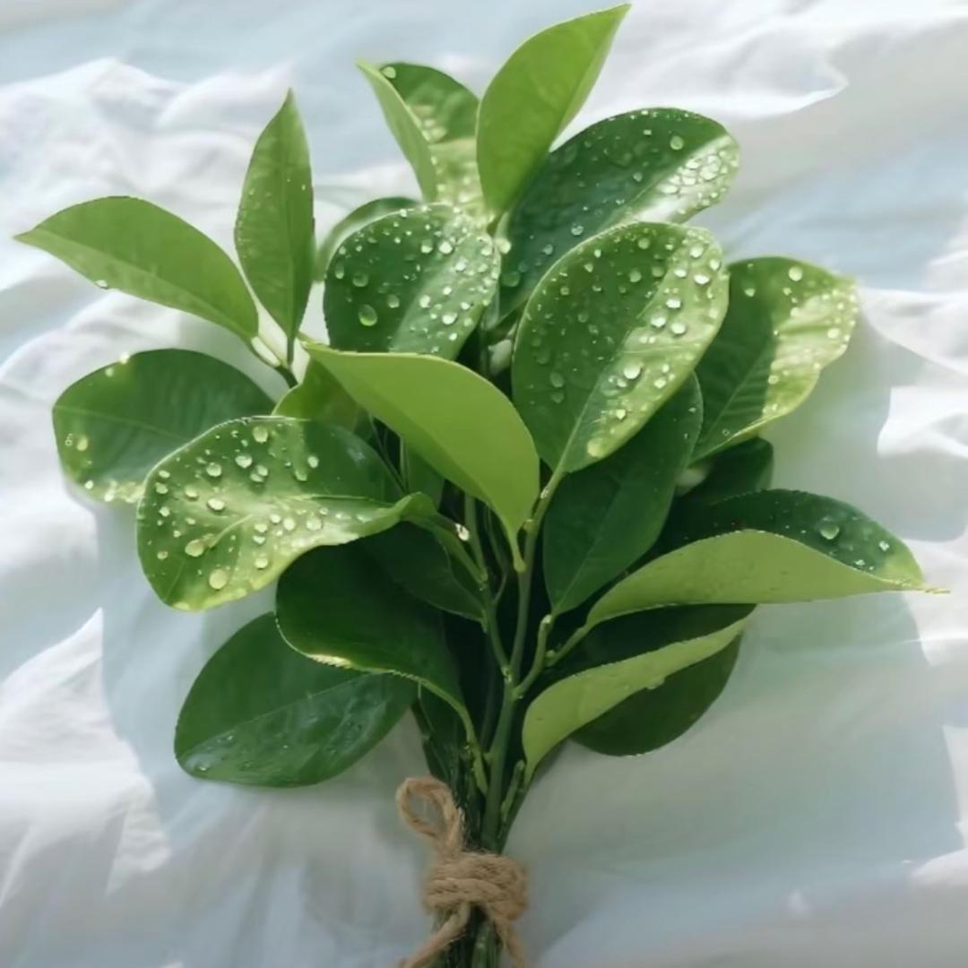 小L🍃