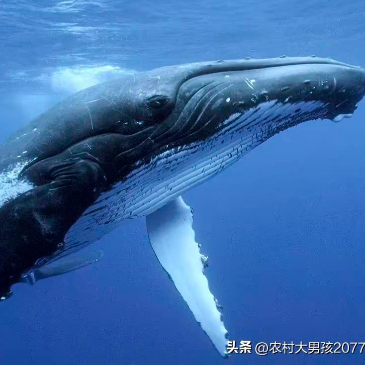 梦想症患者