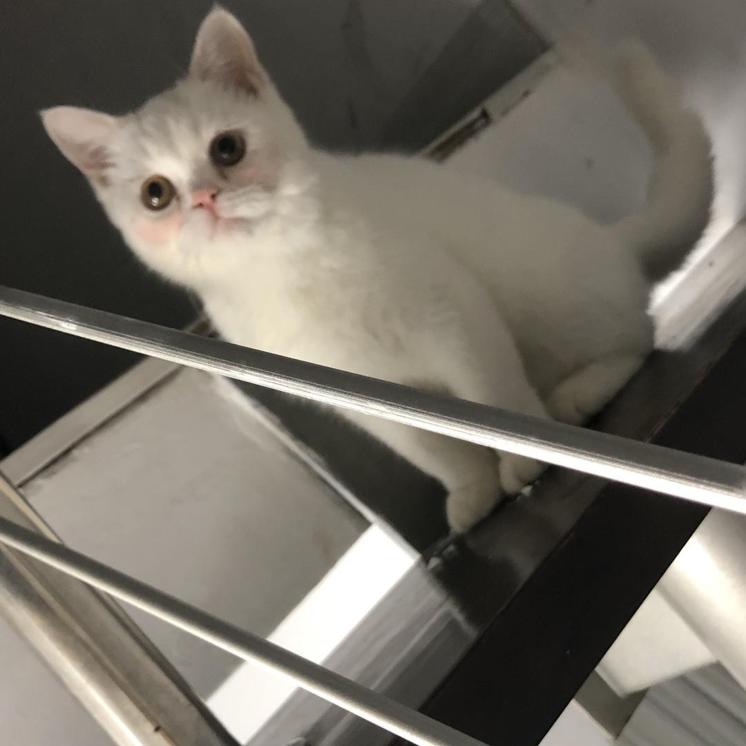 白云是只猫