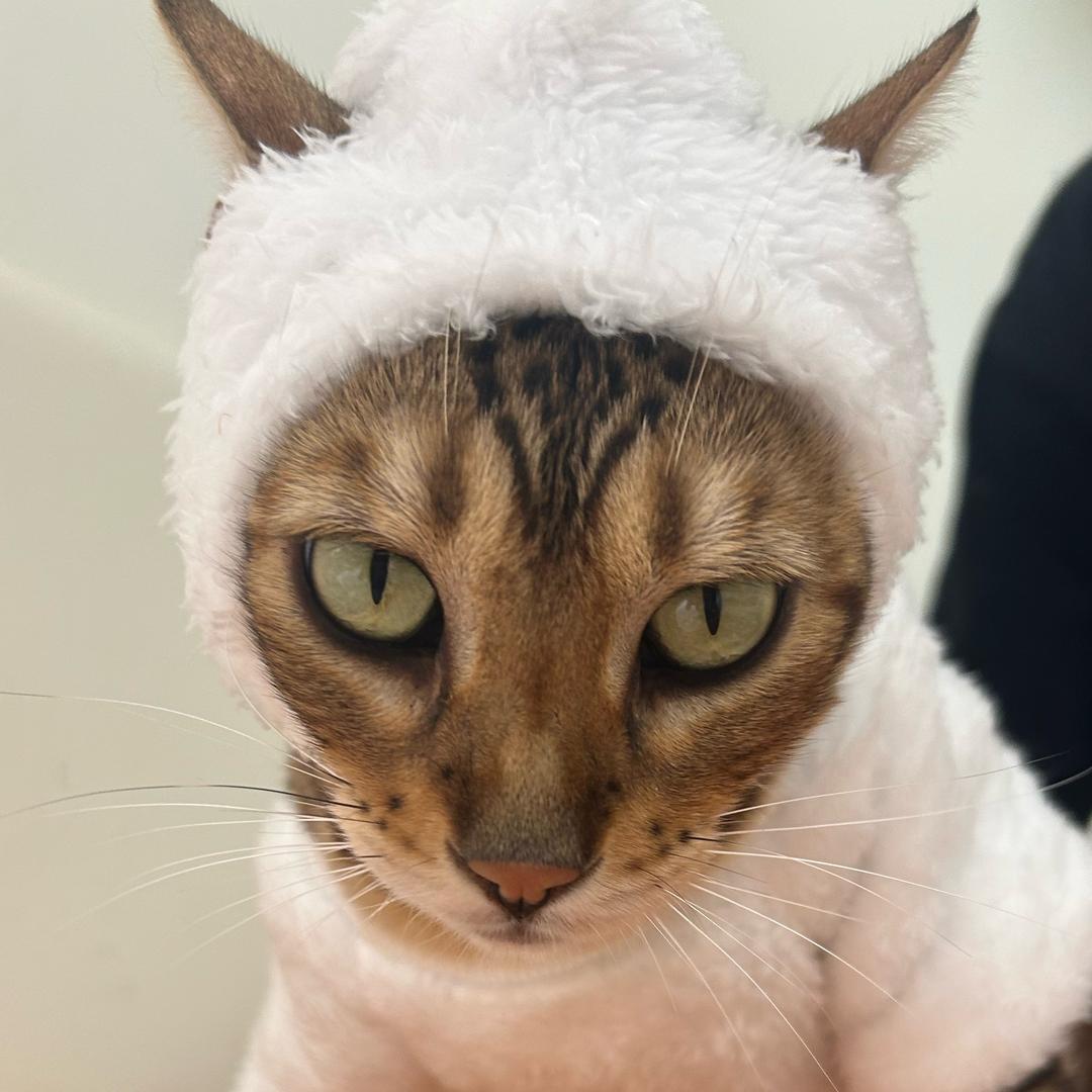 快乐猫猫