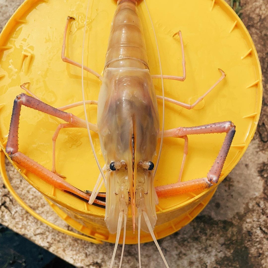 吴🦐 🇨🇳 𓆡𓆝𓆟𓆜𓆞