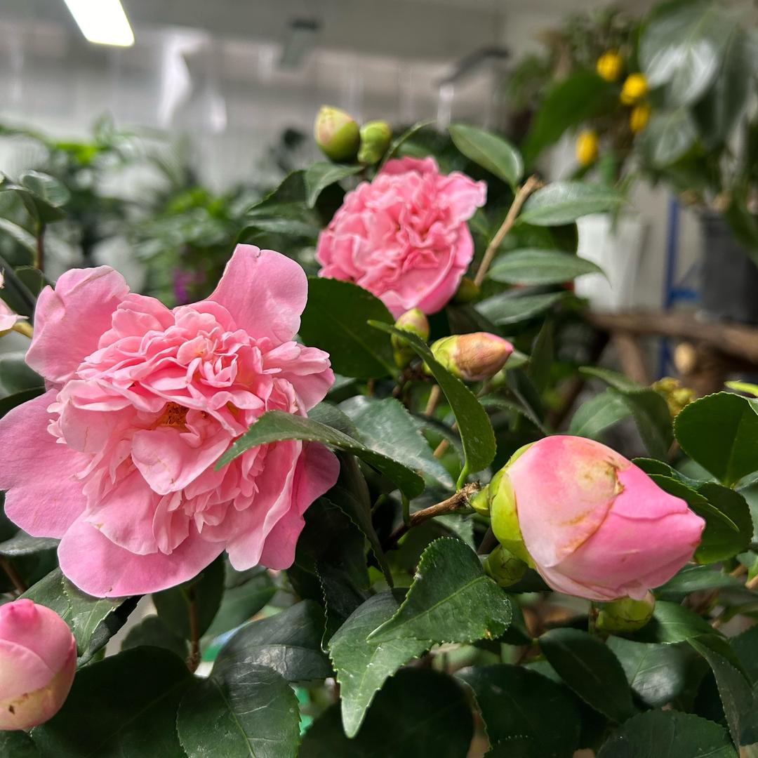 花开富贵（绿植花卉）