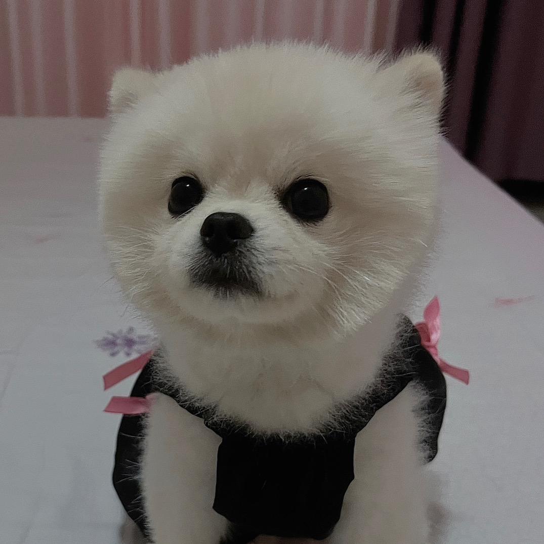 球球🐶