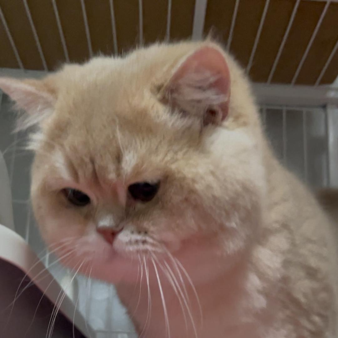 雪球🐱是个小可爱