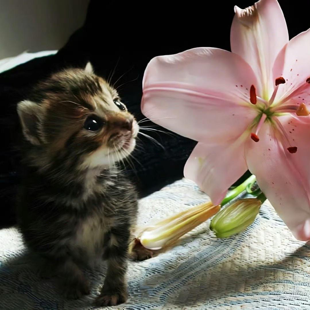 加菲0