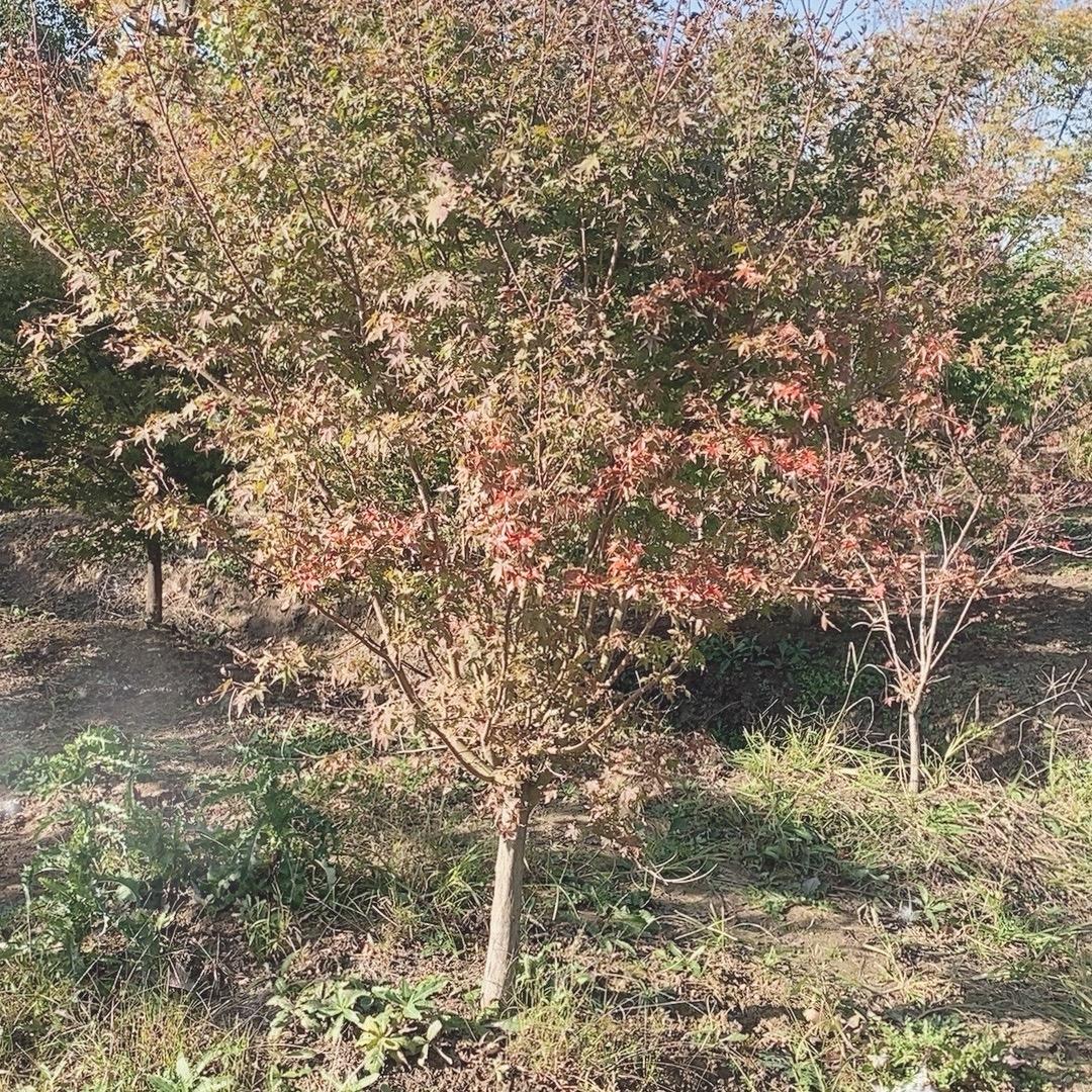 沭阳县玲艺语日用园艺优品店