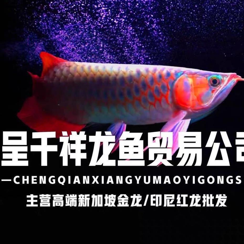 阿乐高端龙鱼水族
