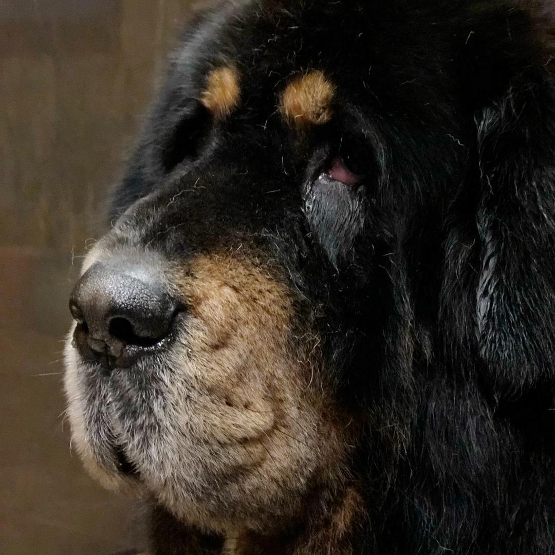 不是哮天犬的啸天
