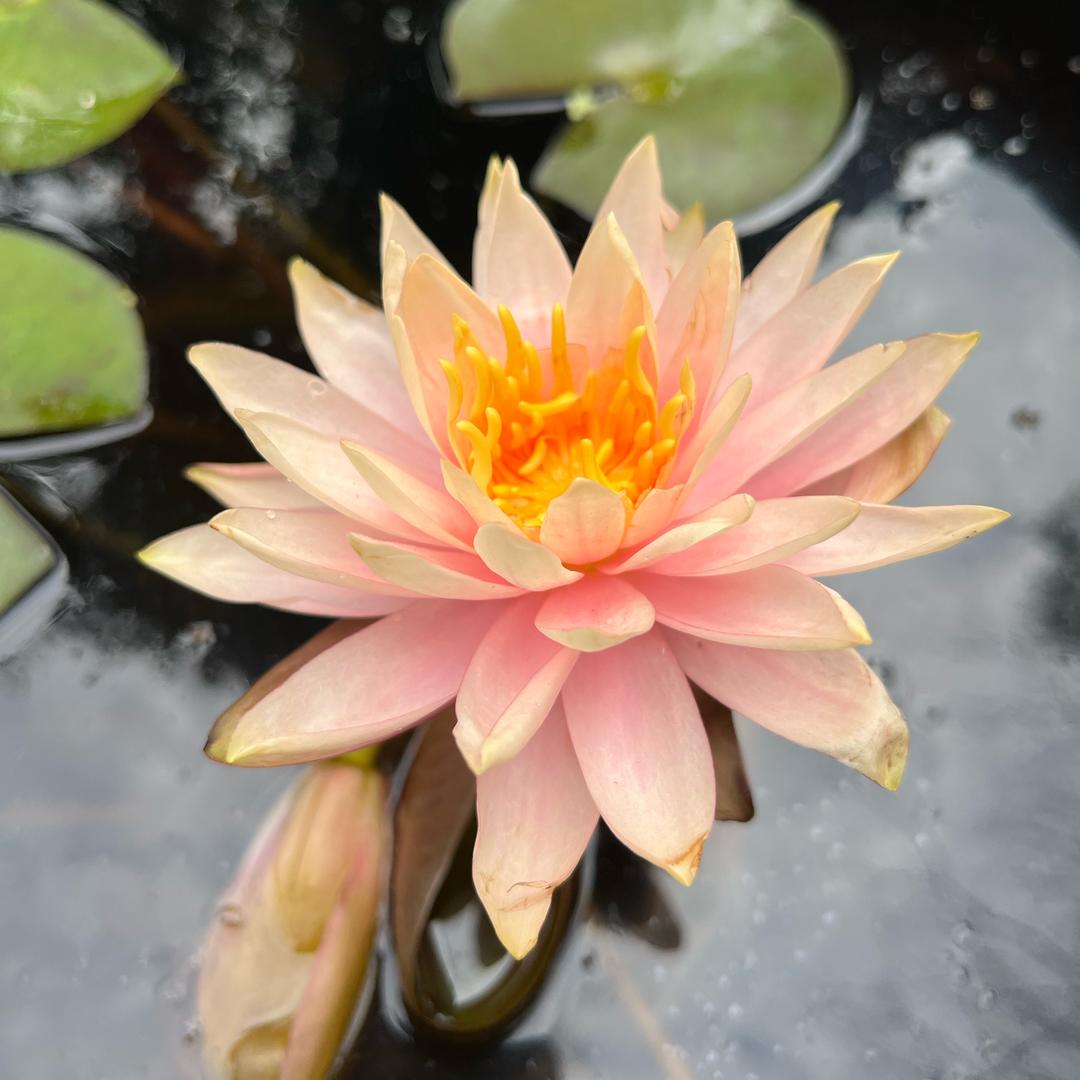 茶拾柒