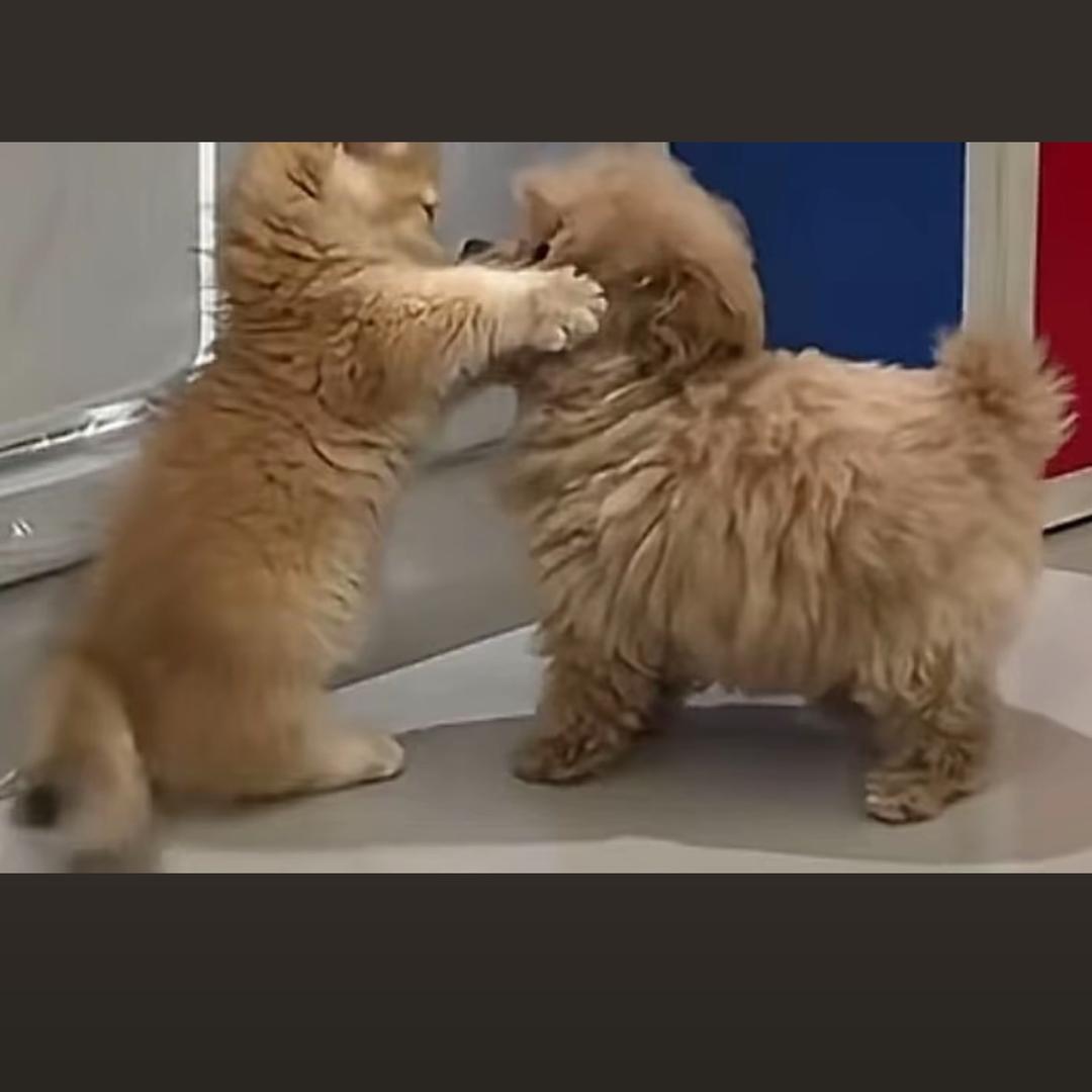 衣谷
