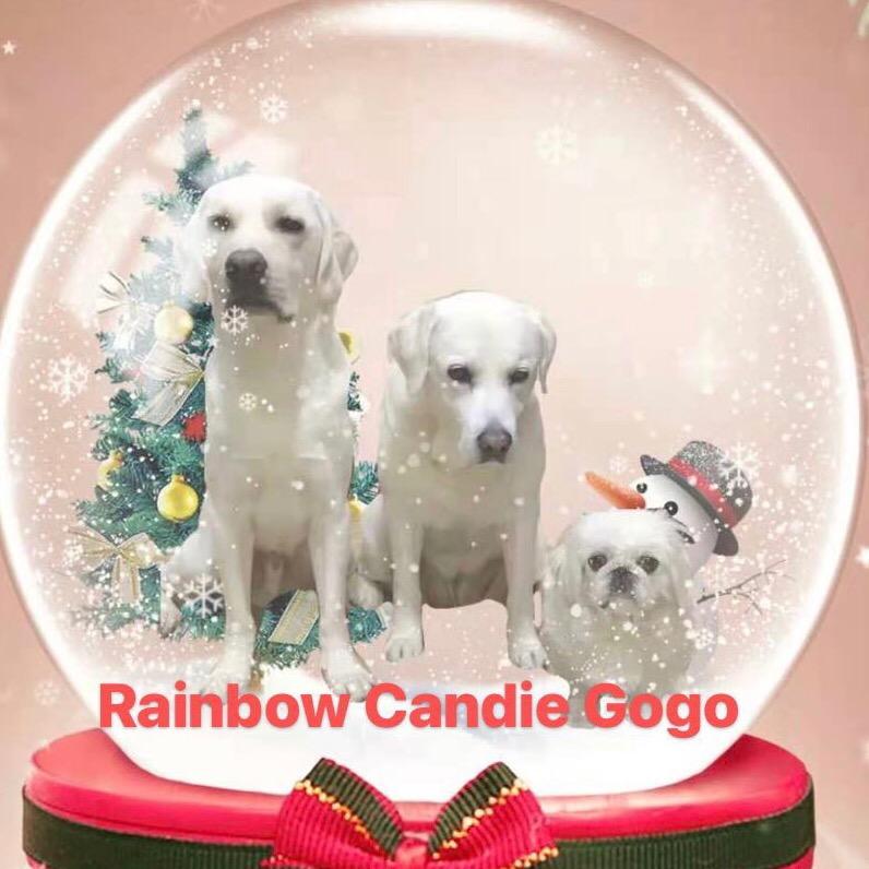 导盲犬Candie