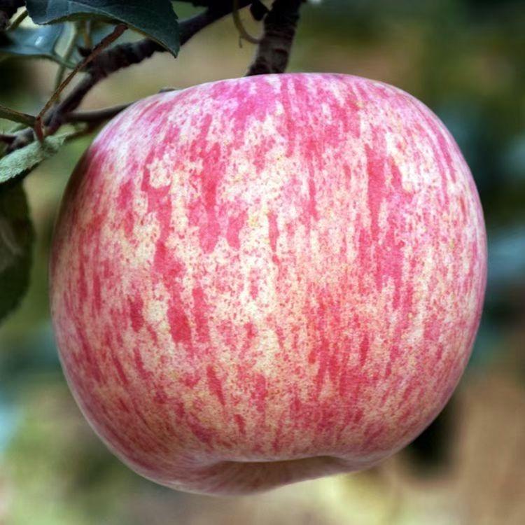 栖霞🍎果🍎助农浩哥