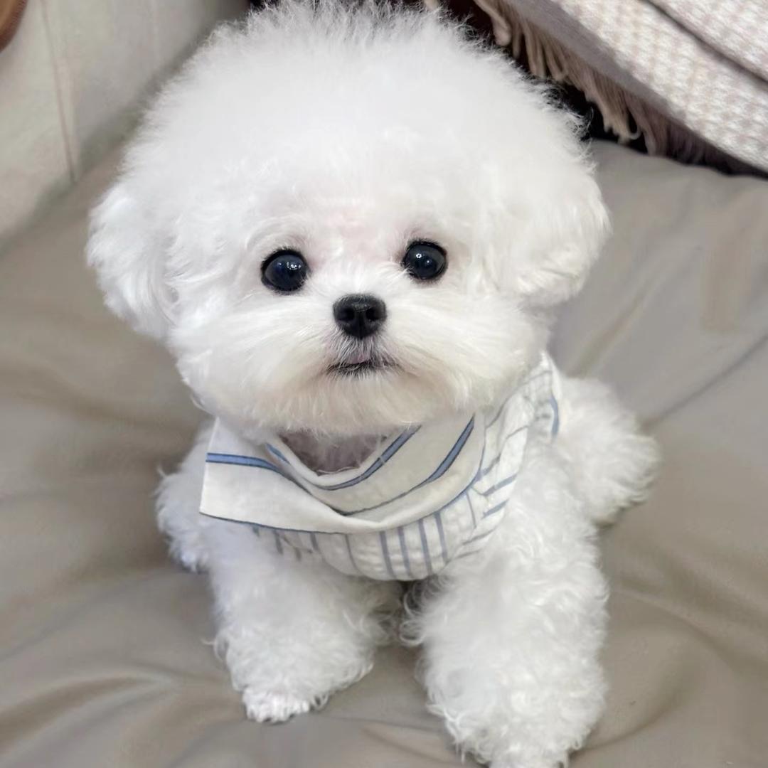 三条尾巴比熊基地