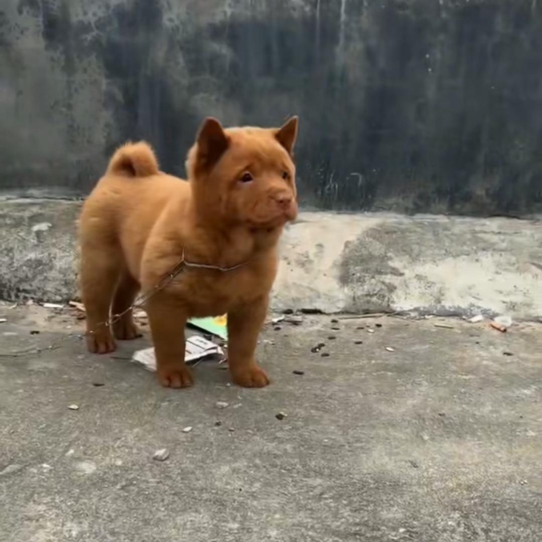 陈二狗子