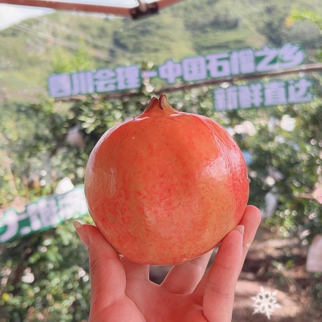 牛牛姐卖会理石榴