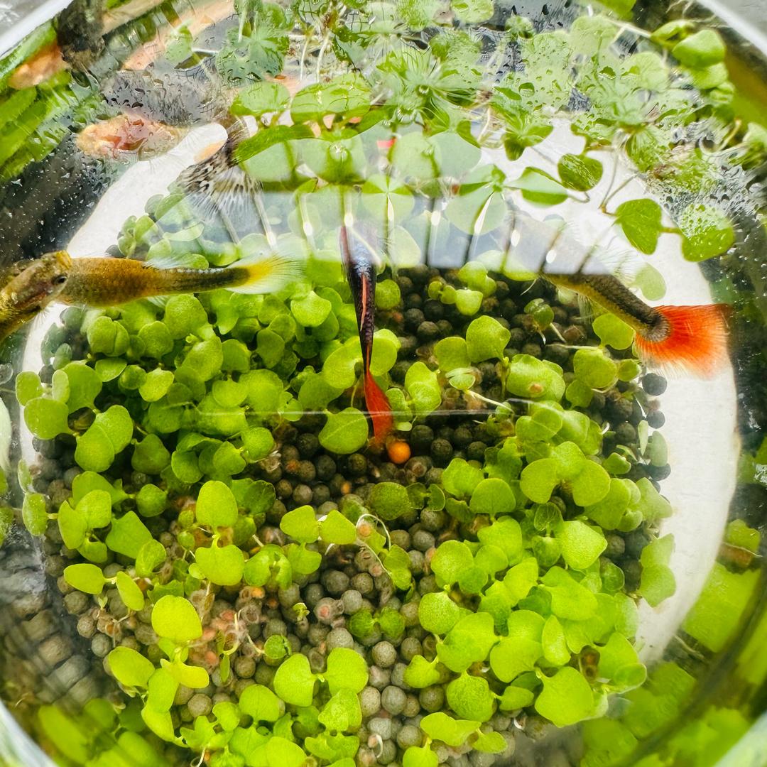 王小丽